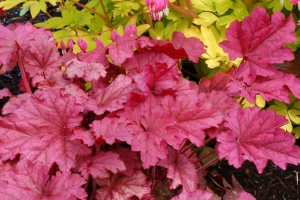 Heuchera 'Berry Smoothie' 